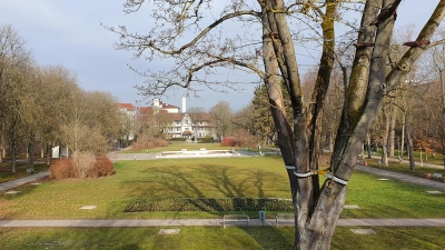 Um den alten Spitzahorn am südlichen Eingang des Bad Windsheimer Kurparks ist es nicht gut bestellt, er musste nochmals gesichert werden. (Foto: Anna Franck)