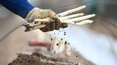 Weil durch die Folie kein Licht auf den Spargeldamm kommt, bleiben die Köpfchen der Stangen weiß.  (Foto: Arne Dedert/dpa/dpa-tmn)