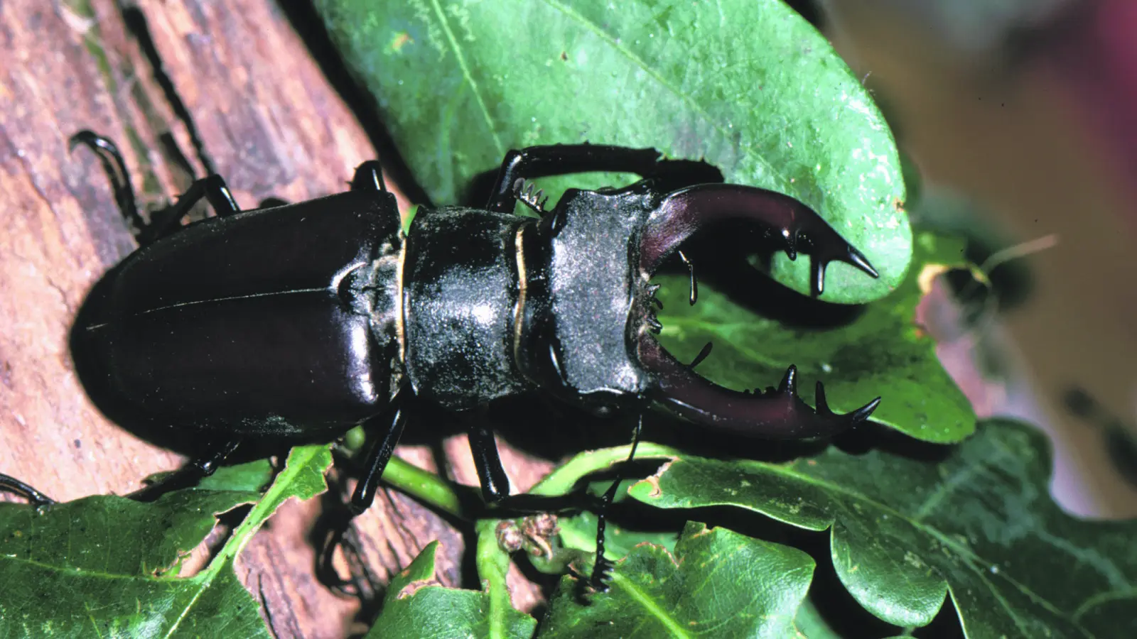 Die Römer machten aus den Mundwerkzeugen der Hirschkäfer, die wie Geweihe aussehen, beliebte Amulette. (Foto: Ulrich Meßlinger)