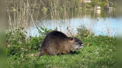 Nach einem Biss durch einen Biber warnt die Gemeinde Schechen im Landkreis Rosenheim Badegäste am Waldsee davor, den Tieren und ihrer Burg nahezukommen. (Symbolbild) (Foto: Christian Charisius/dpa)