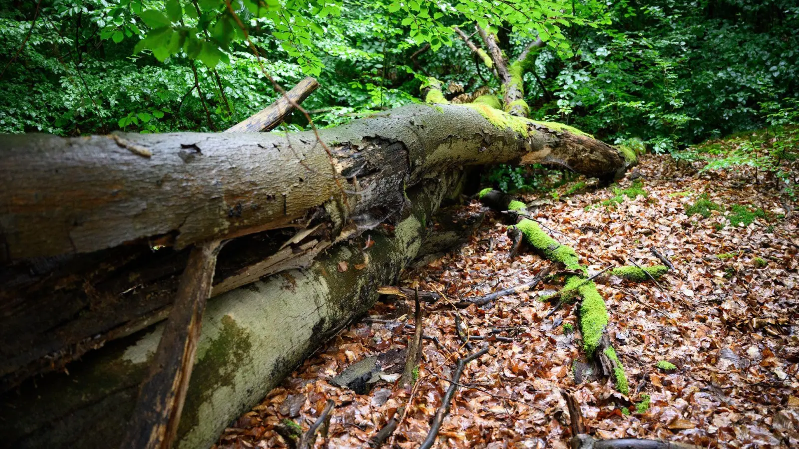 Wenn der deutsche Wald besser mit Dürre und steigenden Temperaturen zurechtkommt, kann er mehr CO2 speichern - was gut ist für das Klima. (Archivbild) (Foto: Bernd von Jutrczenka/dpa)