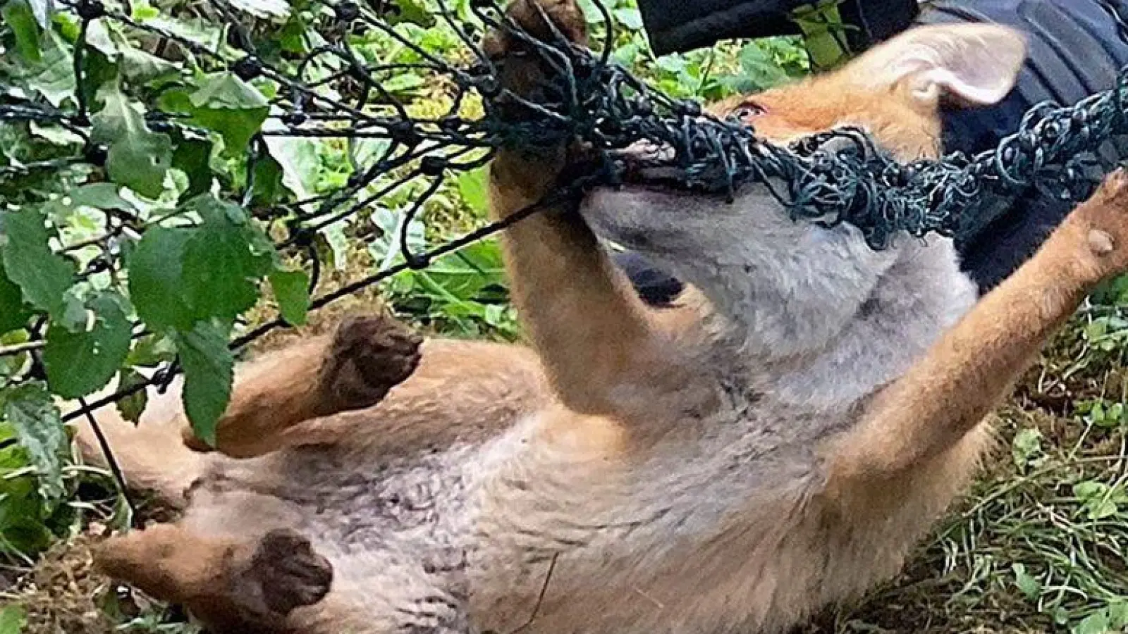 Die Einsatzkräfte helfen dem in Not geratenen Fuchs.  (Foto: -/Berufsfeuerwehr München/dpa)