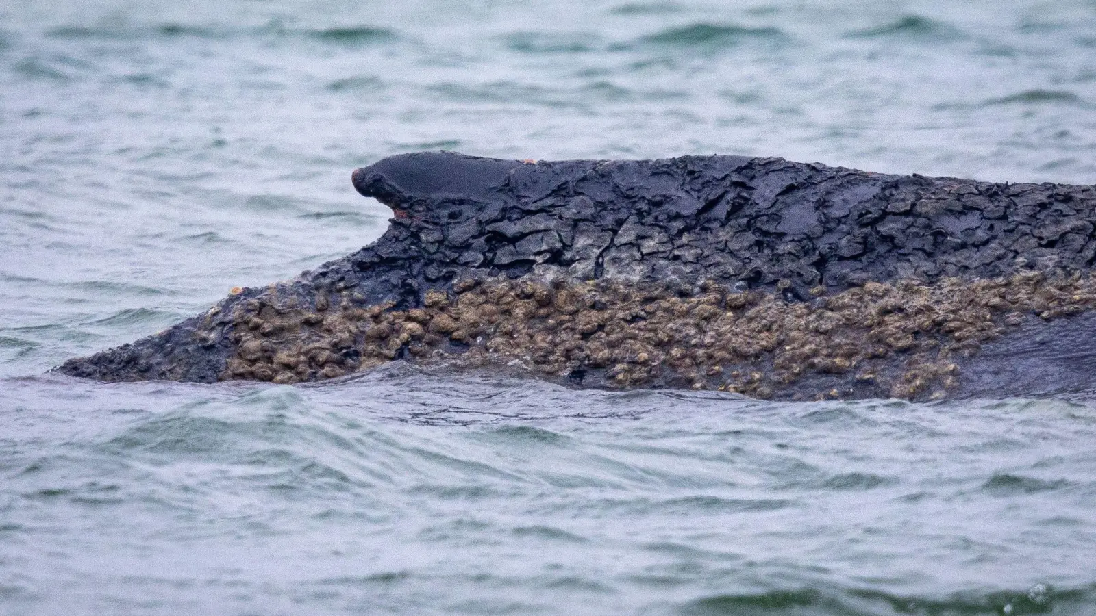 Der Wal ist weiterhin gestrandet.  (Foto: Jens Büttner/dpa)