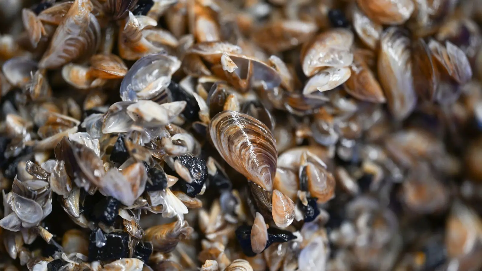 Die Quagga-Muschel breitet sich in immer mehr Seen aus - ein Verbot soll das am Königssee verhindern. (Archivbild) (Foto: Felix Kästle/dpa)