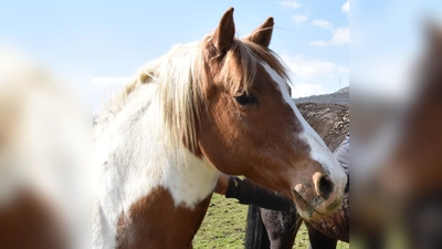 Ähnlich wie das Pferd auf unserem Foto ist auch die entlaufene Stute weiß-braun gefleckt. (Symbolbild: Silvia Schäfer)