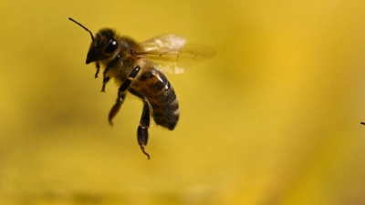 Hobby-Imkerei mit Hausregeln: Wer Bienen auf dem Balkon der Eigentumswohnung halten will, sollte sich lieber die Zustimmung der Wohnungseigentümergemeinschaft einholen. (Foto: Arne Dedert/dpa/dpa-tmn)