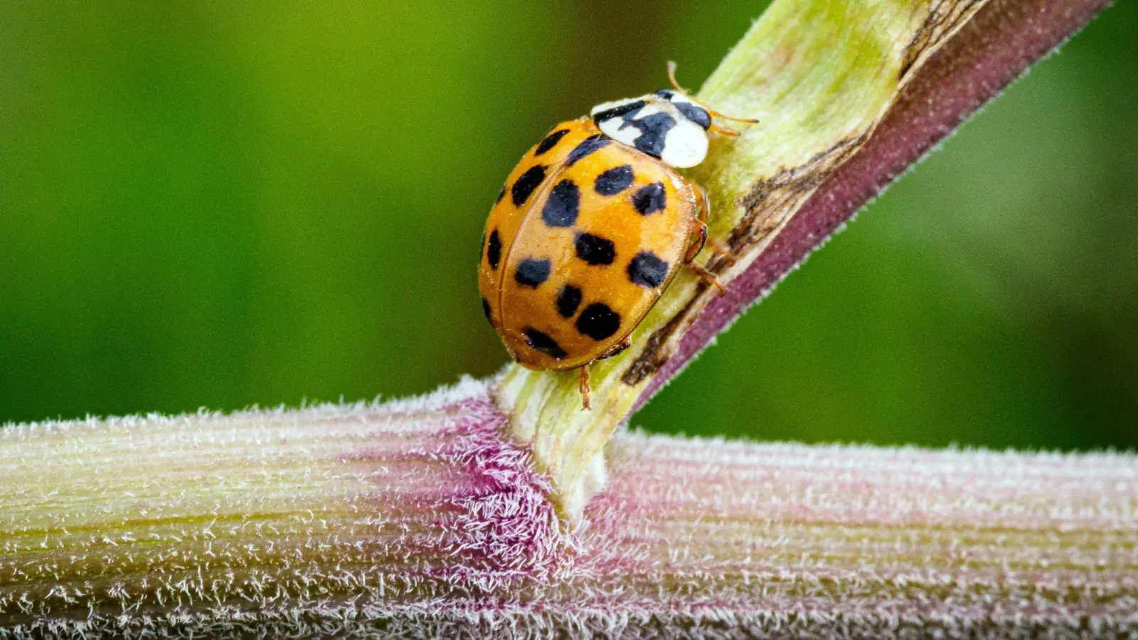 Ein Asiatischer Marienkäfer krabbelt im Naturschutzgebiet Ferbitzer Bruch - und vielleicht auch im heimischen Garten? (Foto: Soeren Stache/dpa-Zentralvild/dpa)