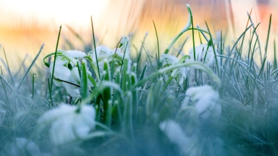 In Bayern wird es glatt und frostig, doch es bleibt grün: Schnee fällt in den kommenden Tagen kaum. (Archivbild) (Foto: Pia Bayer/dpa)