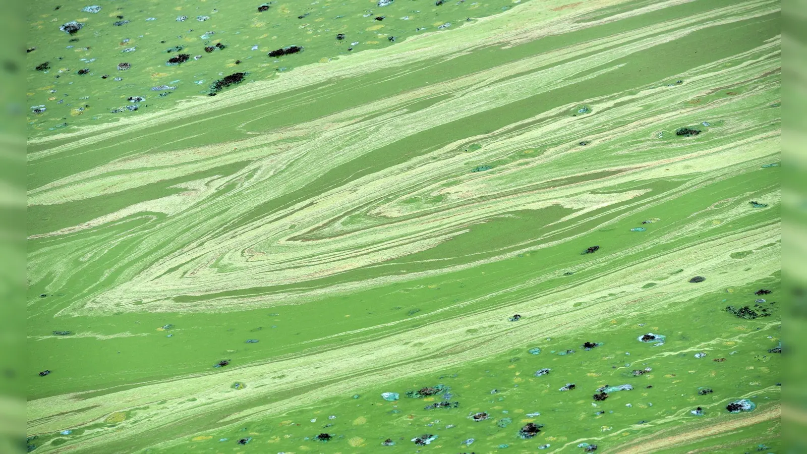 Wegen eines möglichen Blaualgenbefalls rät das Gesundheitsamt im Landkreis Kelheim aktuell dringend davon ab, in der Donau zu baden oder Hunde daraus trinken zu lassen. (Symbolbild) (Foto: Uwe Zucchi/dpa)