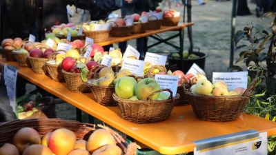 Apfelsorten werden am Burgbernheimer Streuobsttag durch Pomologen bestimmt. (Foto: Hartmut Assel)