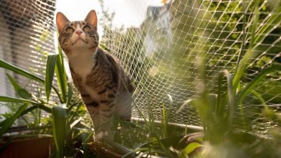 Besser mit Netz: Ein solcher Schutz verhindert, dass Katzen vom Balkon stürzen und sich schwer verletzen. (Foto: Franziska Gabbert/dpa-tmn)
