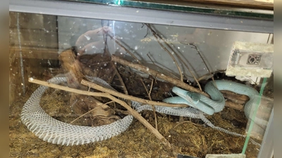 Eine Insel-Bambusotter in einem Terrarium.  (Foto: Auffangstation für Reptilien München e.V/dpa)