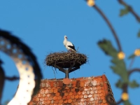 Die Störche sind wieder in der Stadt - gesehen in Rothenburg (Foto: Thomas Kohler)