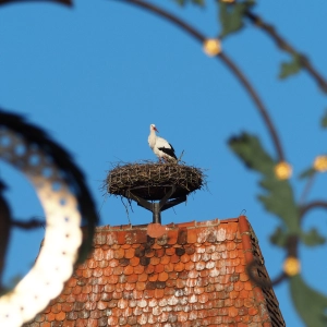 Die Störche sind wieder in der Stadt - gesehen in Rothenburg (Foto: Thomas Kohler)