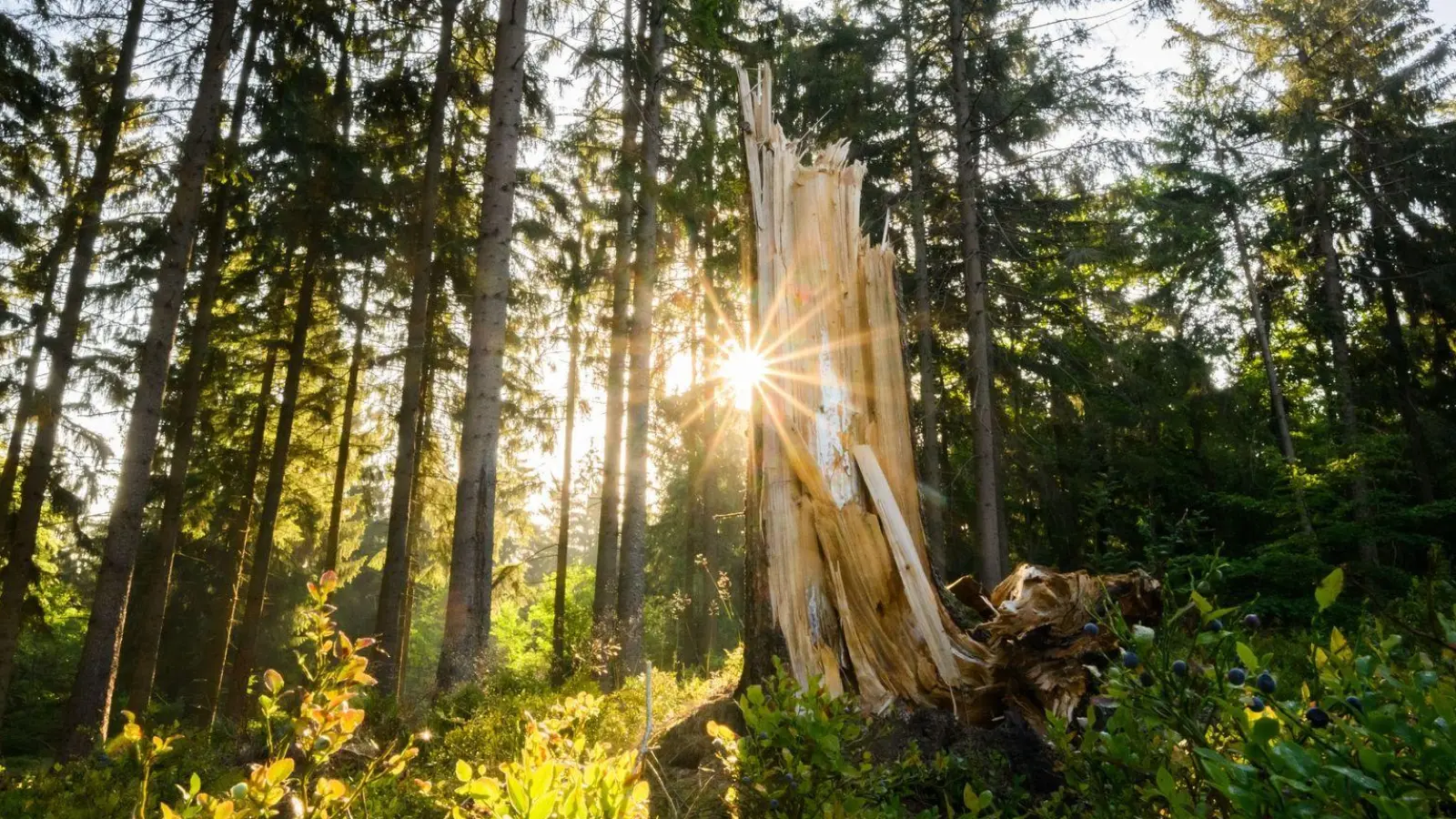 Wer spenden möchte, kann das auch für Klimaschutzprojekte tun - zum Beispiel für den Erhalt von Mooren oder für Aufforstung. (Foto: Julian Stratenschulte/dpa/dpa-tmn)