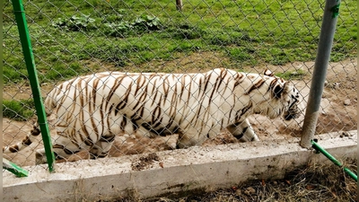 Nach Angaben der Behörden wiegt der entlaufene Tiger rund 130 Kilogramm.  (Foto: -/mexikanische Umweltbehörde/dpa)