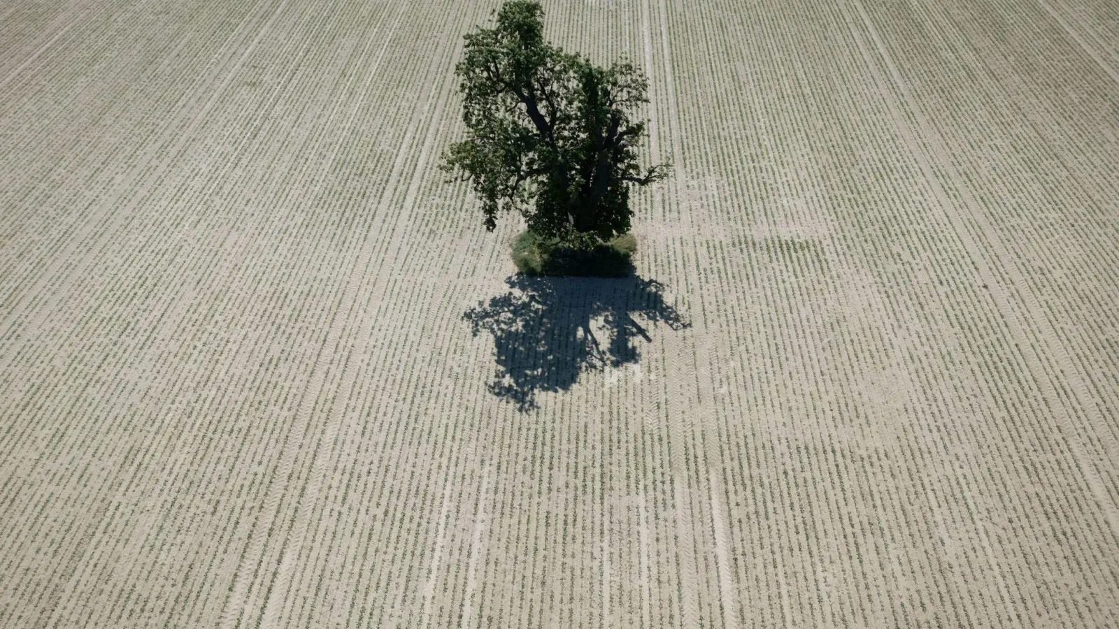 Weite Teile Europas leiden seit Jahren unter zunehmender Wasserknappheit. (Archivbild) (Foto: Boris Roessler/dpa)
