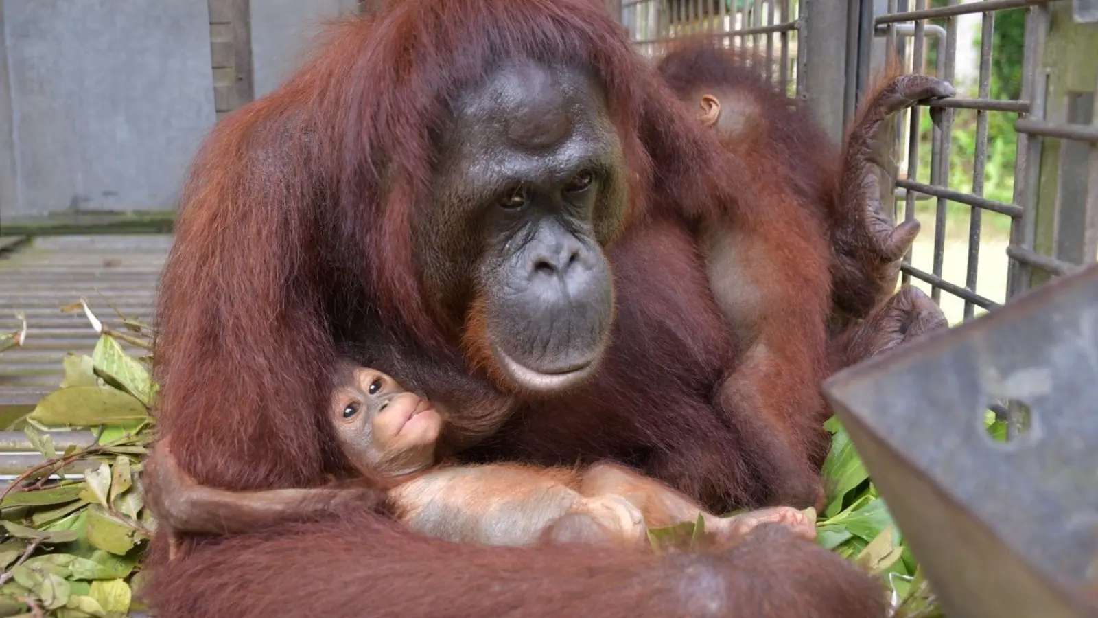 Supermama Du kümmert sich nun um zwei Kinder - und bekommt im Rettungszentrum Nyaru Menteng Unterstützung. (Foto: Bos Foundation/dpa)