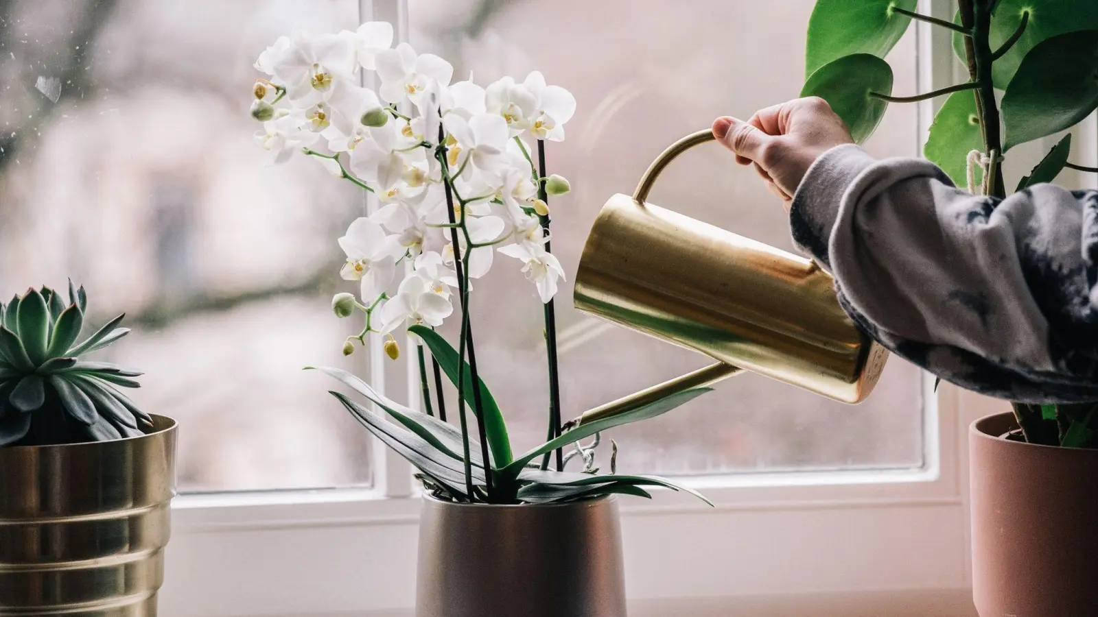 Die Phalaenopsis-Orchidee gehört zu jenen Pflanzen, die auch mal eine kurze Gießpause aushalten. (Foto: Zacharie Scheurer/dpa-tmn)