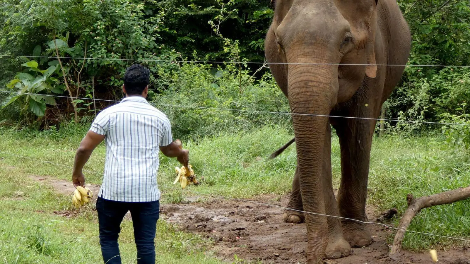 Laut einer Studie kann die Versorgung von wilden Elefanten mit Nahrung „Bettelverhalten“ auslösen. (Archivbild) (Foto: -/Udawalawe Elephant Research Project/dpa)