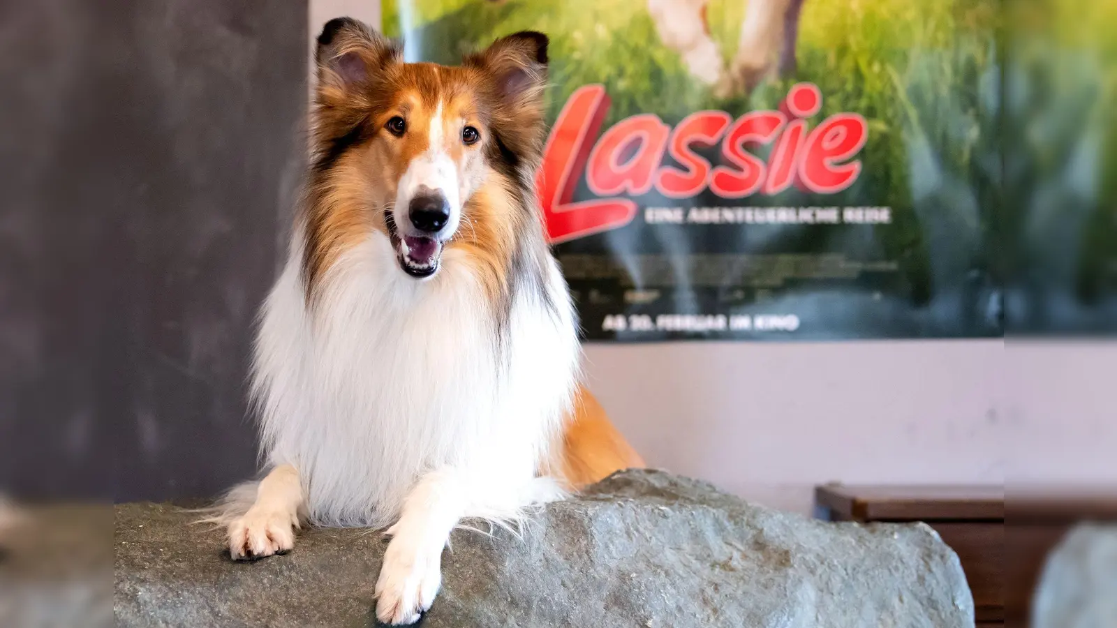 Die Lassie-Geschichten sind heute noch beliebt. (Archivbild)  (Foto: Sven Hoppe/dpa)