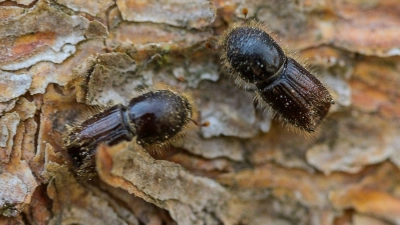 So genannte Buchdrucker, eine Käferart aus der Familie der Fichtenborkenkäfer, sitzen auf der Rinde einer Fichte. (Archivbild) (Foto: Andreas Arnold/dpa)