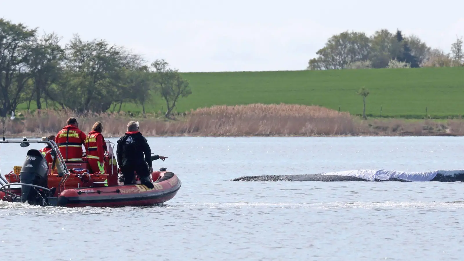 Der rund zwölf Meter lange Buckewal kann geborgen werden. (Archivbild) (Foto: Bernd Wüstneck/dpa)