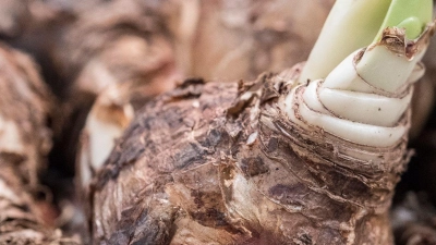 Eine Amaryllis kann auch im Folgejahr wieder blühen, solange die Blumenzwiebel gut übers Jahr gebracht wurde. (Foto: Andrea Warnecke/dpa-tmn)