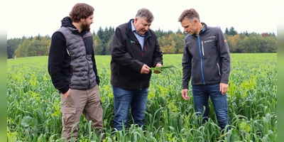 Zwischen Hafer, Erbsen und Wicken: Auf dem Feld von Martin Waldmann (rechts) steht aktuell die Zwischenfrucht. „Ohne Düngung ist so ein Bestand eigentlich unmöglich”, sagt BBV-Kreisobmann Reinhold Meyer (Mitte) zu Waldmann und David Lindörfer von der BBV-Geschäftsstelle. (Foto: Antonia Müller)