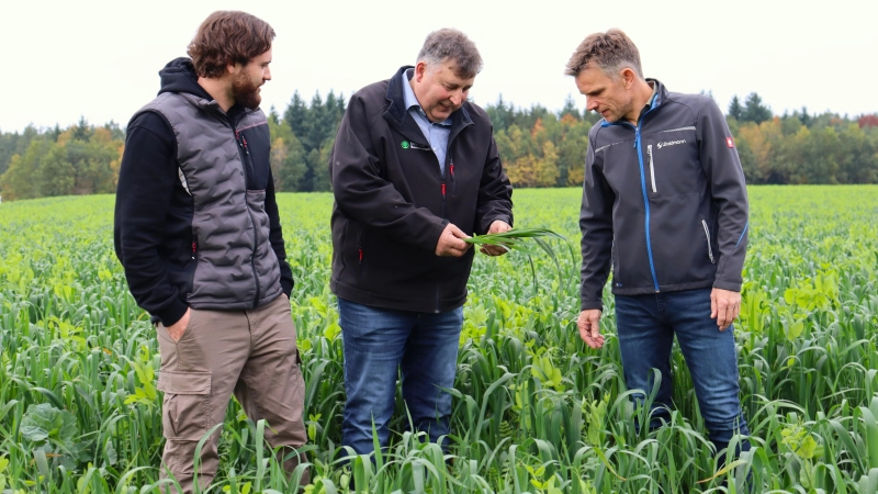Zwischen Hafer, Erbsen und Wicken: Auf dem Feld von Martin Waldmann (rechts) steht aktuell die Zwischenfrucht. „Ohne Düngung ist so ein Bestand eigentlich unmöglich”, sagt BBV-Kreisobmann Reinhold Meyer (Mitte) zu Waldmann und David Lindörfer von der BBV-Geschäftsstelle. (Foto: Antonia Müller)