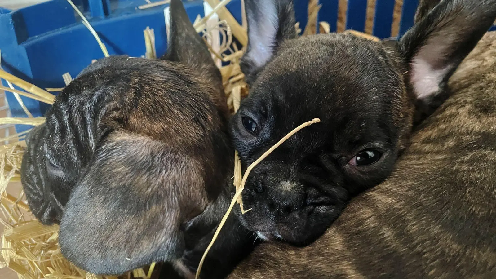 Tierschützer gehen von einer hohen Dunkelziffer beim illegalen Handel mit Welpen aus. (Symbolbild) (Foto: Paul Zinken/dpa)