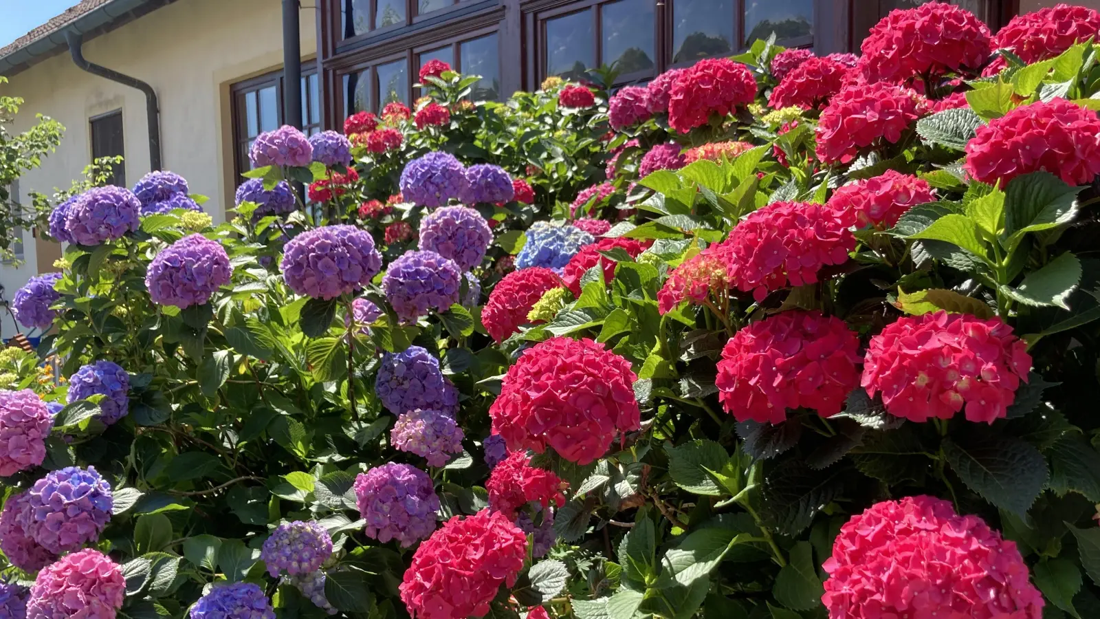 Farbenfrohe Hortensienpracht – gesehen in Wüstphül (Foto: Sina Kunzendorfer)