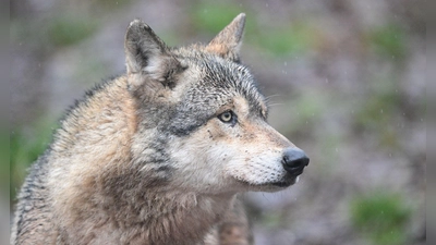 Ein Wolf verletzt eine Frau in der Einkaufsmeile Große Bergstraße. (Symbolbild) (Foto: Bernd Weißbrod/dpa)