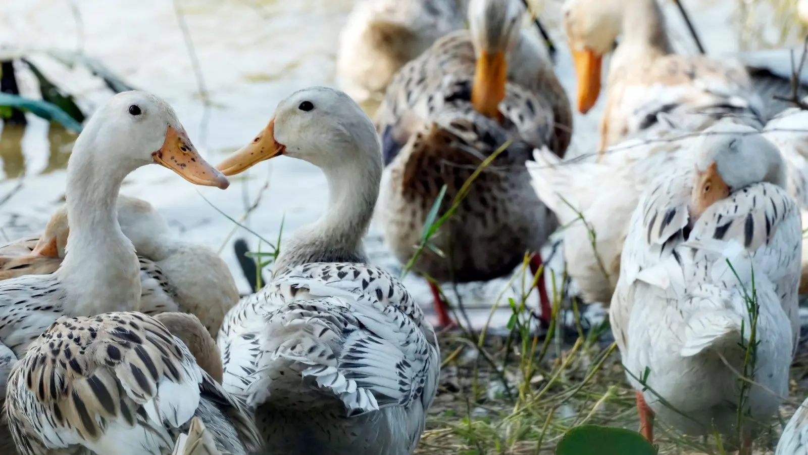 Derzeit grassiert die größte jemals dokumentierte Vogelgrippewelle bei Vögeln - sie erstreckt sich über mehrere Erdteile. (Foto: Heng Sinith/AP/dpa)