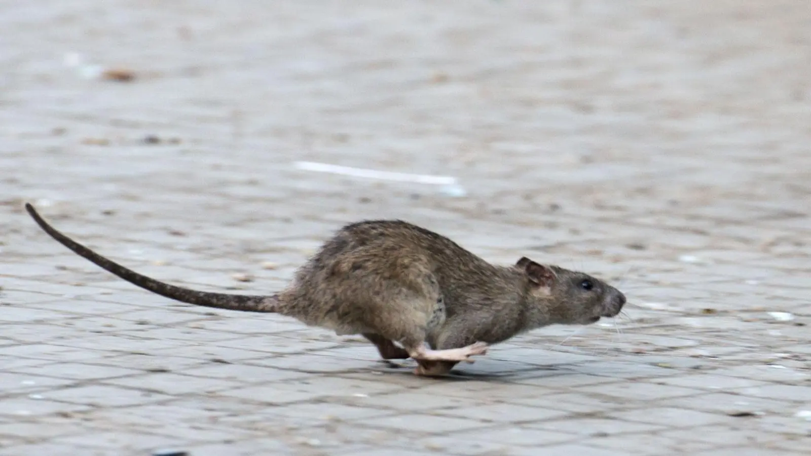 Besonders Essensreste ziehen Ratten an - entsprechend schmackhaft ist der Untergrund für die Nager in Uffenheim. (Foto: Bernd von Jutrczenka/dpa)