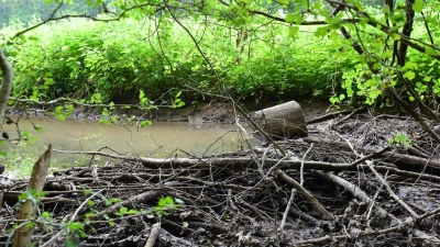 Ein Biberdamm im Dombachtal. Stämme, Äste und Schlamm sorgen dafür, dass sich das Wasser staut und auch in die angrenzenden Felder und Wiesen fließt. (Foto: Irmeli Pohl)