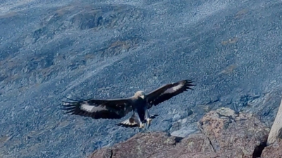 Ein Steinadler hat eine Drohne angegriffen und zum Absturz gebracht. (Symbolbild)  (Foto: Francis Ari Sture/NTB Scanpix/AP/dpa)