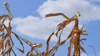 Langfristige Sommerprognosen von Wetterdiensten zeigen Tendenzen, liefern aber keine konkreten Vorhersagen für einzelne Tage oder Wochen. (Foto: Patrick Pleul/dpa-Zentralbild/dpa)