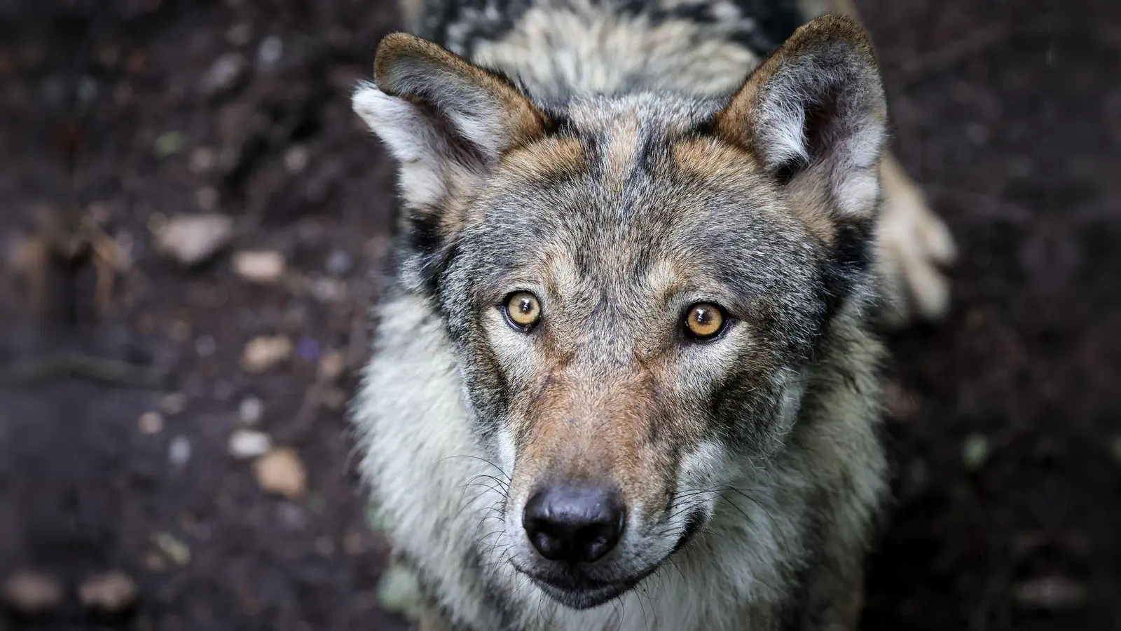 Vor dem Angriff auf eine Frau in Hamburg-Altona streifte der Wolf durch den Westen Hamburgs. (Symbolbild) (Foto: Christian Charisius/dpa)