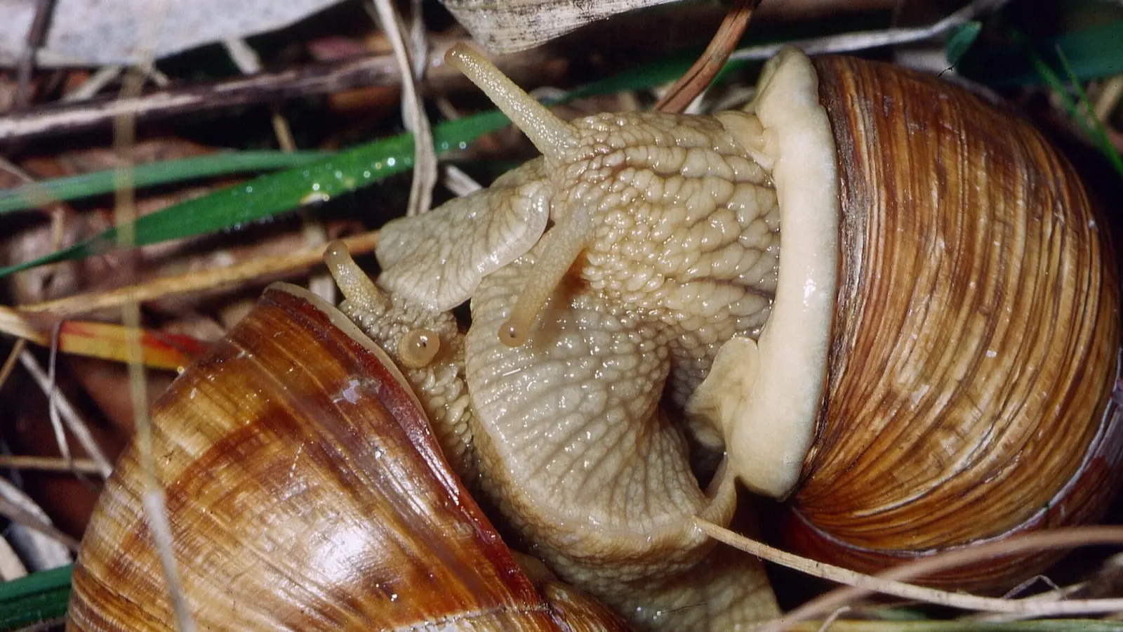 Die Weinbergschnecken gehören zu den zahlreichen Arten, die sich als Zwitter bei der Paarung gegenseitig begatten können. (Foto: Ulrich Meßlinger)