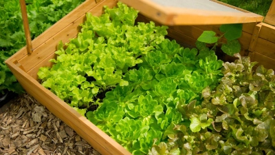 Besser spät als nie: Salate kann man jetzt als Jungpflanzen ins Beet setzen. (Foto: Andrea Warnecke/dpa-tmn)