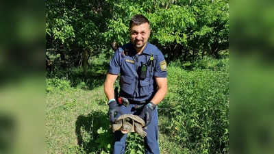 Beamte nahmen das Tier mit zur Polizeiinspektion Ochsenfurt, nachdem die Schildkröte auf einem Fahrradweg bei Sommerhausen gefunden worden war. (Foto: PP Unterfranken) (Foto: -/Polizeipräsidium Unterfranken/dpa)