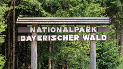 Im Nationalpark Bayerischer Wald werden Bäume mit Pilzen geimpft. (Foto: Armin Weigel/dpa)