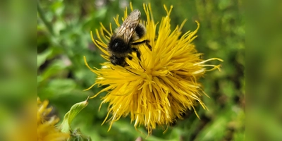 Die Honigbiene hat die meisten menschlichen Fürsprecher. Im Grunde geht es aber um alle Insekten (hier eine Hummel), da Neonics ihr Nervensystem deutlich gravierender schädigen als das von Säugetieren. (Foto: Nina Daebel)