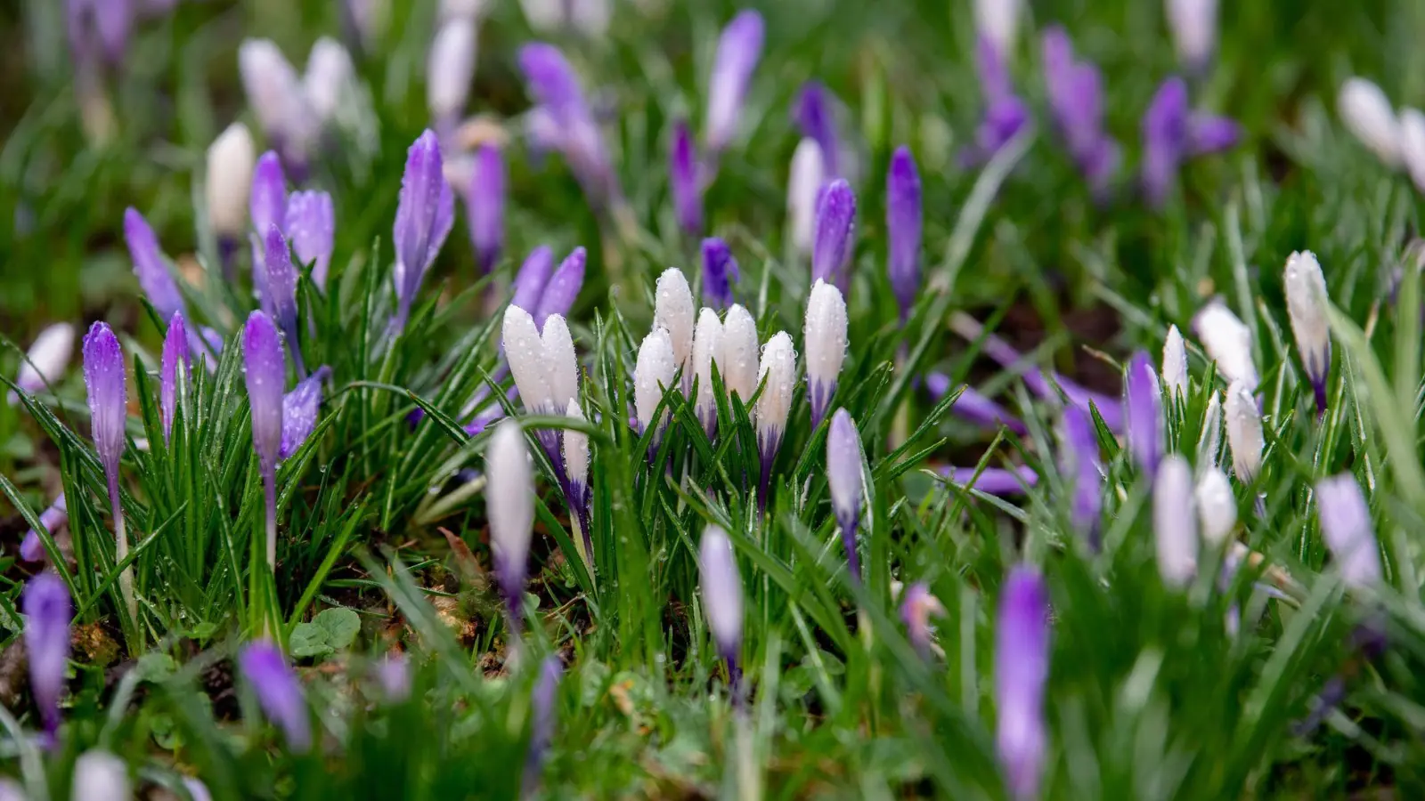 Tagsüber gibt es Regen und Sonne, nachts bleibt es im Freistaat frostig. (Symbolbild) (Foto: Hauke-Christian Dittrich/dpa)