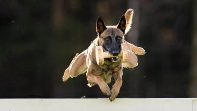 Die tierischen Teilnehmer treten an den vier Wettkampftagen in den Disziplinen Fährtenarbeit, Unterordnung und Schutzdienst gegeneinander an. (Foto: Peter Scherk)