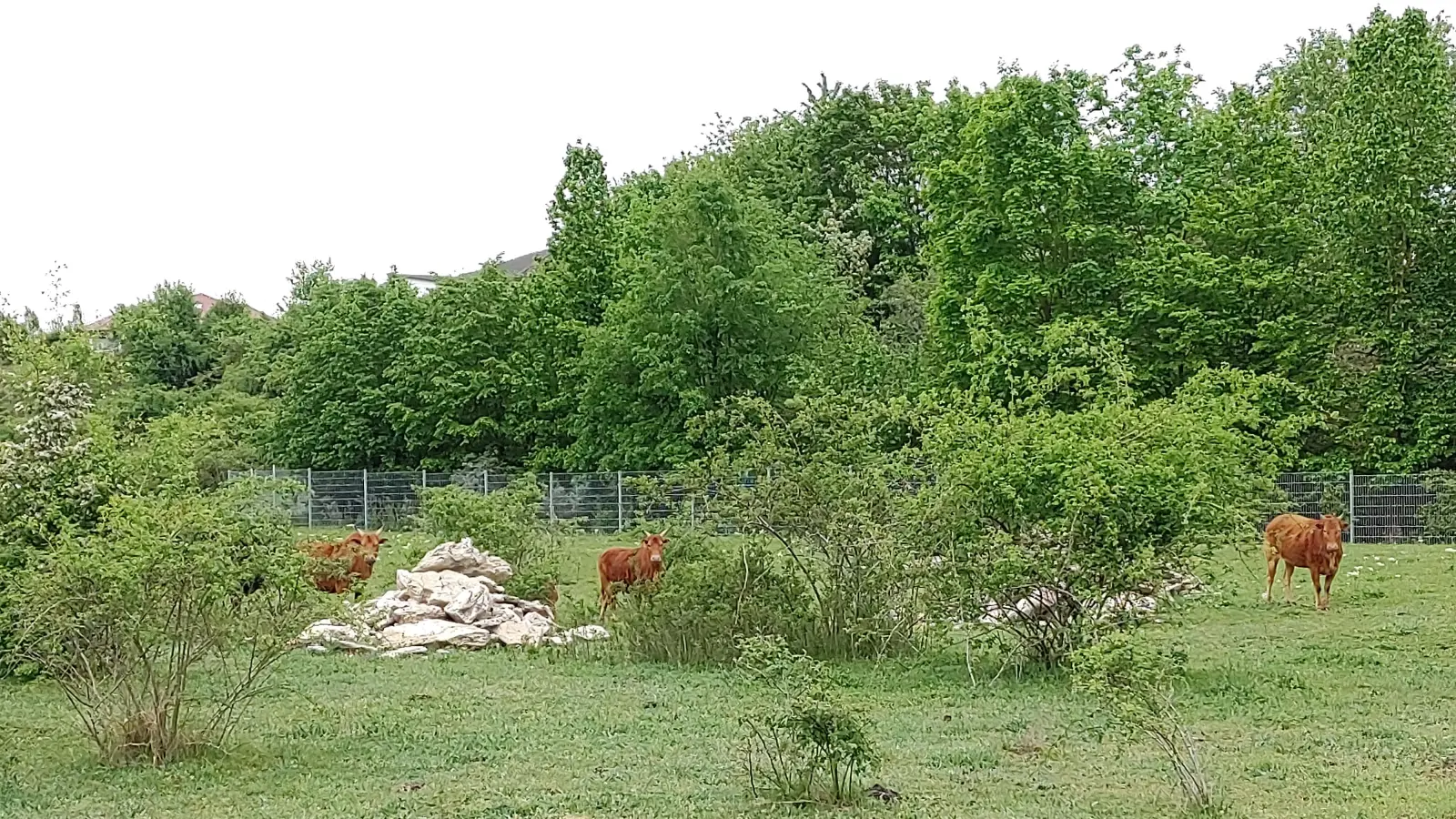 Die scheuen Tiere können sich auf dem weitläufigen Gelände gut verstecken, bald haben sie noch mehr Platz. (Foto: Katrin Merklein)