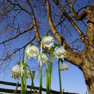 Natur im Aufwachmodus - gesehen in Neuses bei Dürrwangen (Foto: Manfred Dietz)