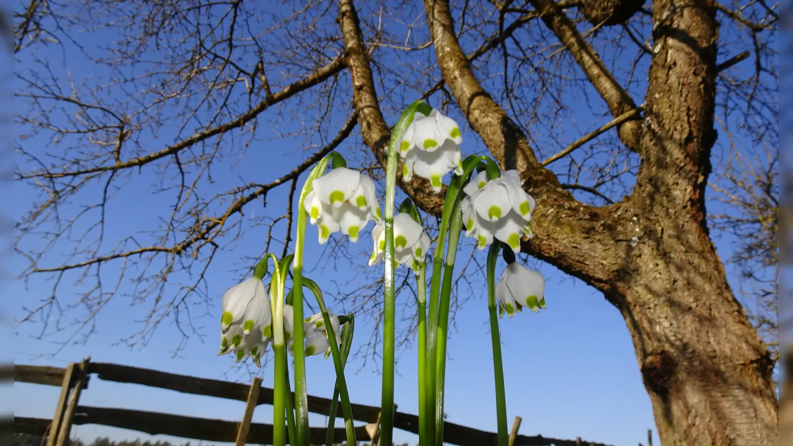 Natur im Aufwachmodus - gesehen in Neuses bei Dürrwangen (Foto: Manfred Dietz)