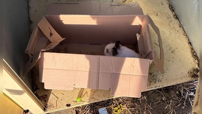 Das gefundene Kaninchen wurde von der Polizei mit Nahrung und Wasser versorgt. (Foto: ---/Polizeiinspektion Neutraubling]/dpa)